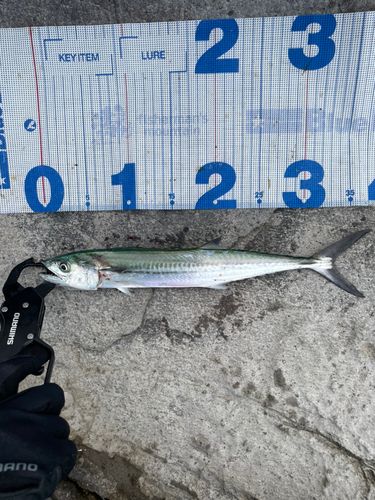 サゴシの釣果