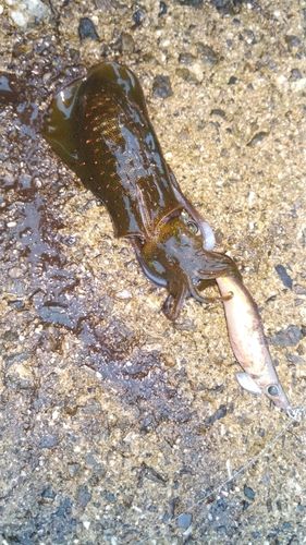 アオリイカの釣果