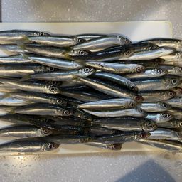 カタクチイワシ