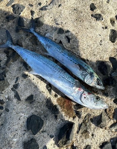 サゴシの釣果