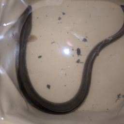 ウナギ
