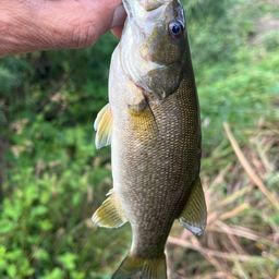 スモールマウスバス