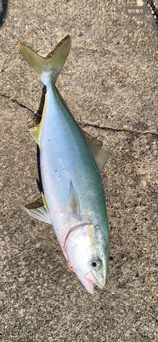 ワカシの釣果
