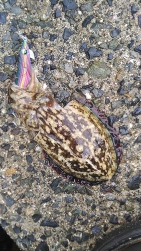 コウイカの釣果