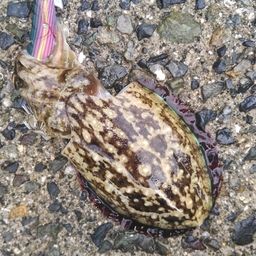 コウイカ