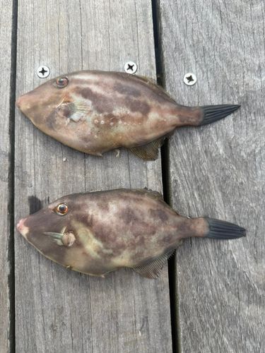 カワハギの釣果