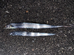 タチウオの釣果