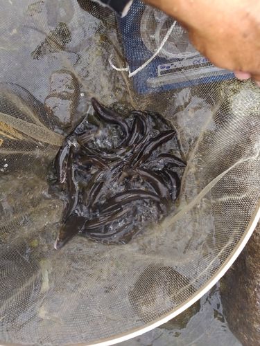 アユの釣果
