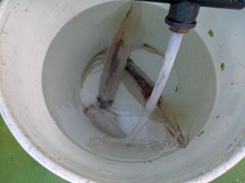 スルメイカの釣果