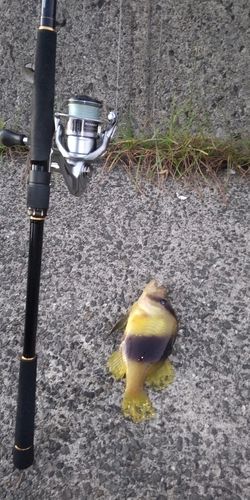 ベラの釣果