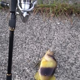 ベラ