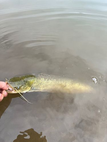 ナマズの釣果
