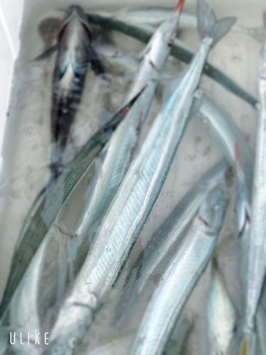 浜厚真漁港