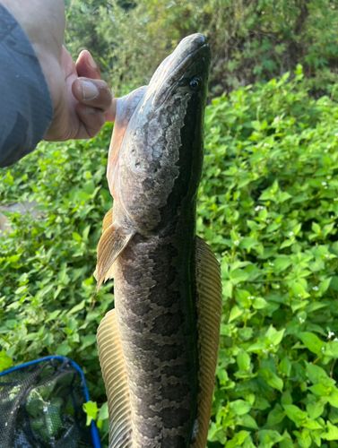 ライギョの釣果