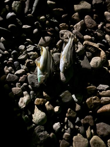 コトヒキの釣果