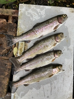 ニジマスの釣果