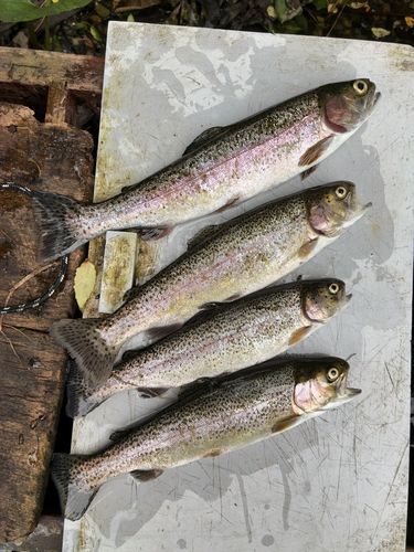 ニジマスの釣果
