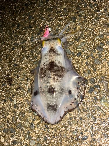 アオリイカの釣果