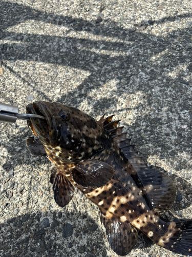 チャイロマルハタの釣果