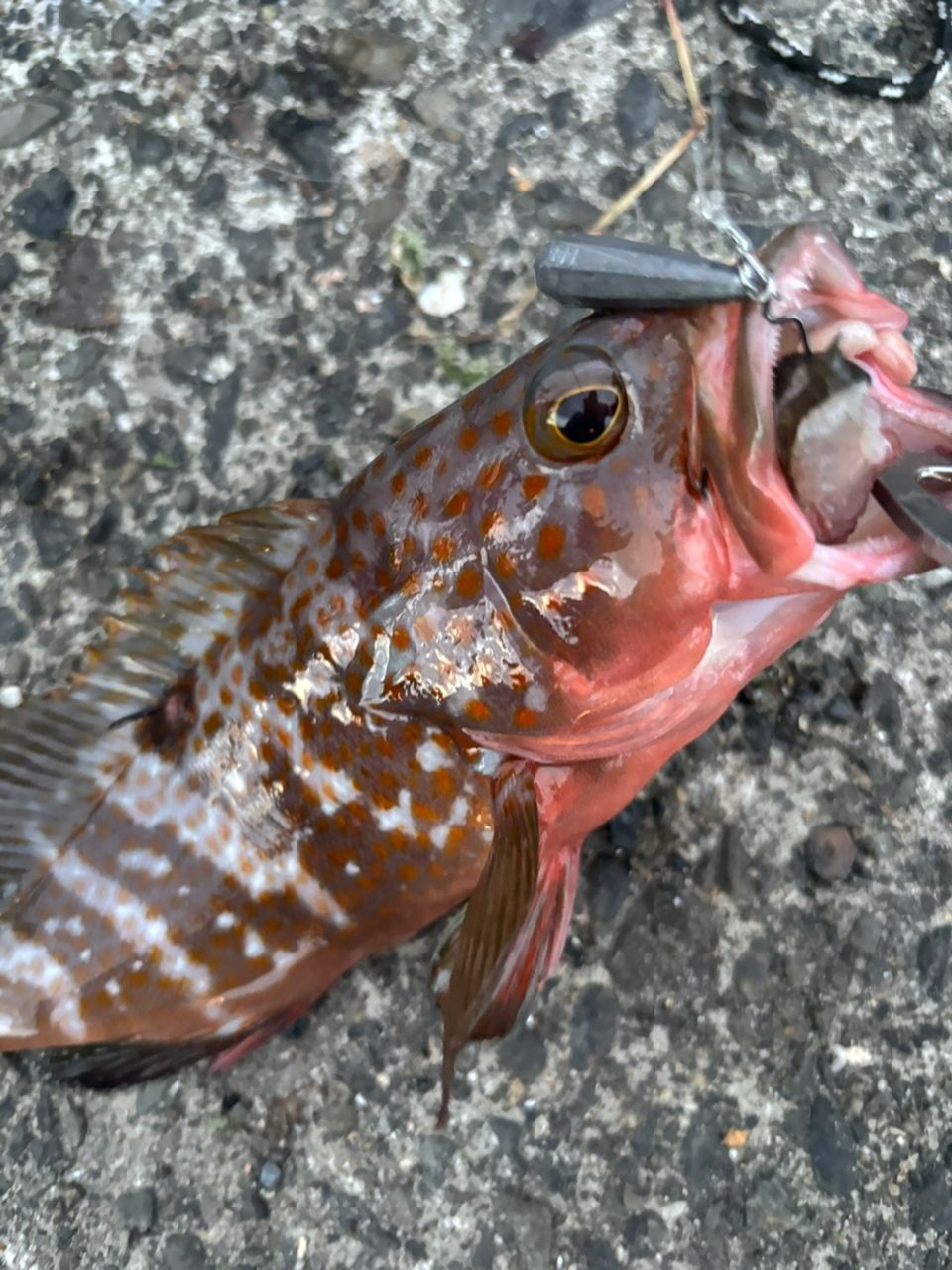 チャイロマルハタ