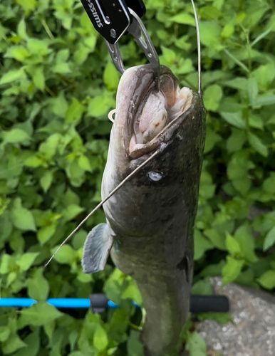 ナマズの釣果