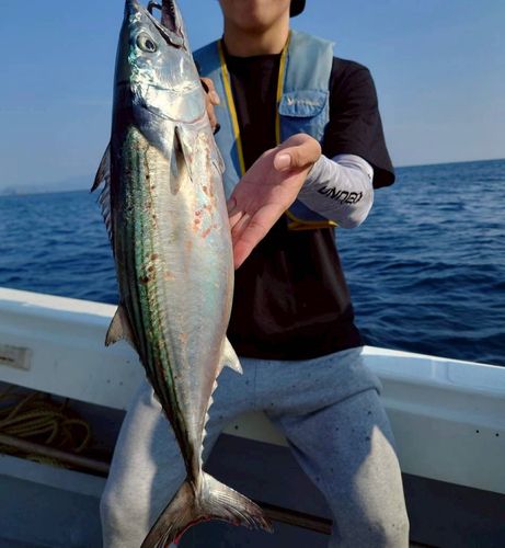 スマカツオの釣果