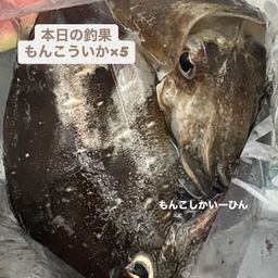 モンゴウイカ