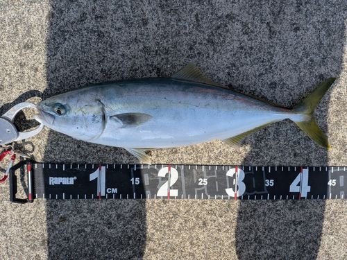 イナダの釣果