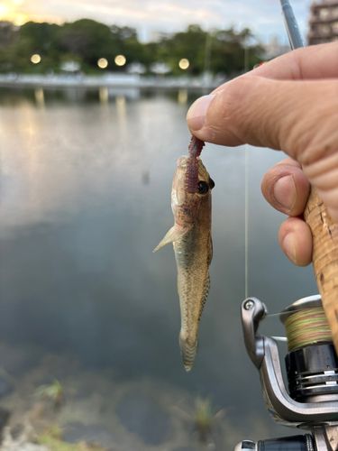 マハゼの釣果