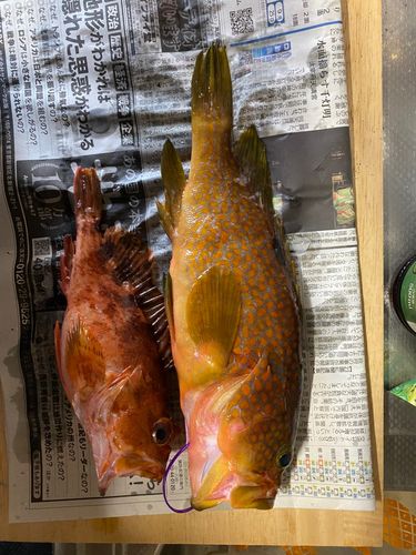 アコウの釣果