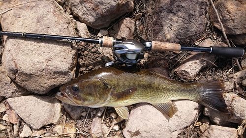 ラージマウスバスの釣果