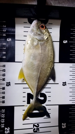 ギンガメアジの釣果