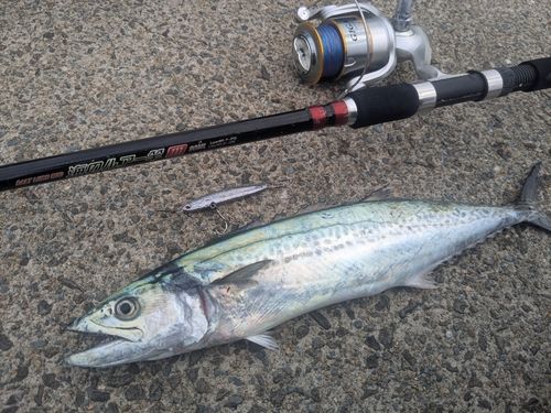 サゴシの釣果