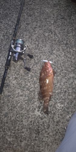 キジハタの釣果