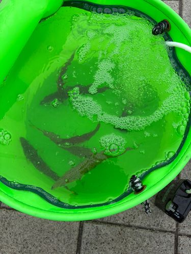 サバの釣果