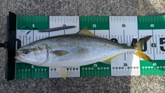 イナダの釣果
