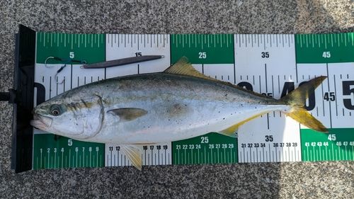イナダの釣果