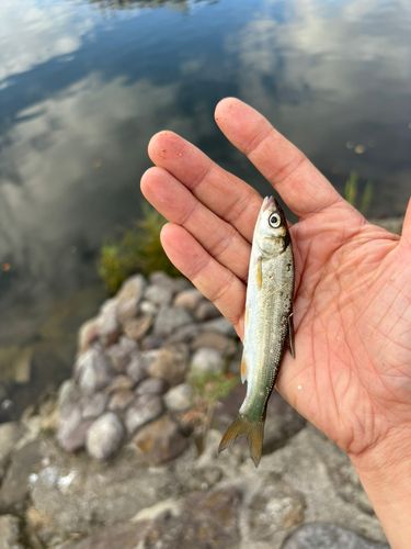 ウグイの釣果