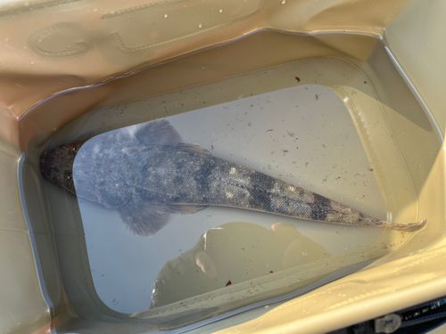 マゴチの釣果