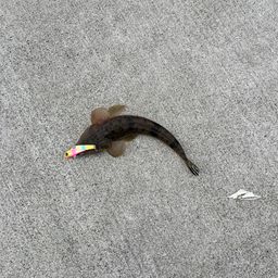 マゴチ