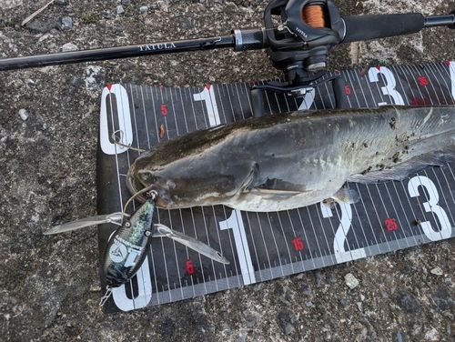 ナマズの釣果