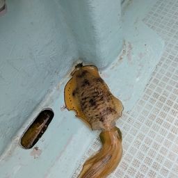 アオリイカ