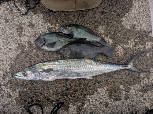 メジナの釣果