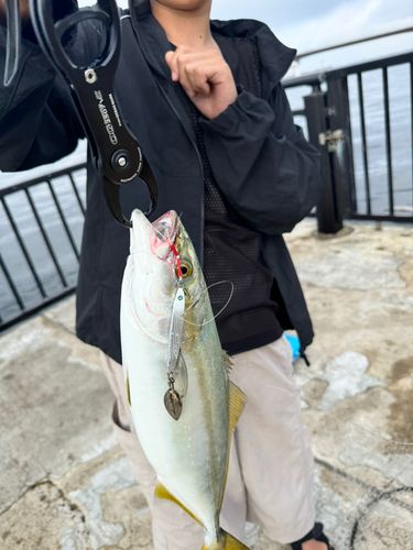 ハマチの釣果