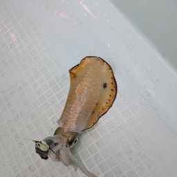 アオリイカ