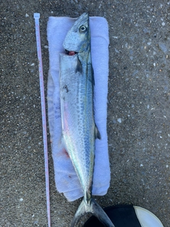 サゴシの釣果