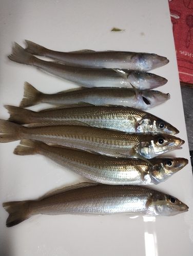 シロギスの釣果