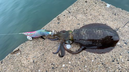 アオリイカの釣果