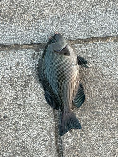 メジナの釣果
