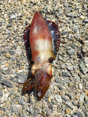 アオリイカの釣果